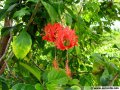 Lanterne japonaise - Hibiscus schizopetalus